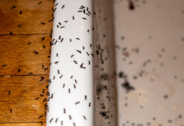 Best Affordable Pest Control Services  in Sioux Center, IA